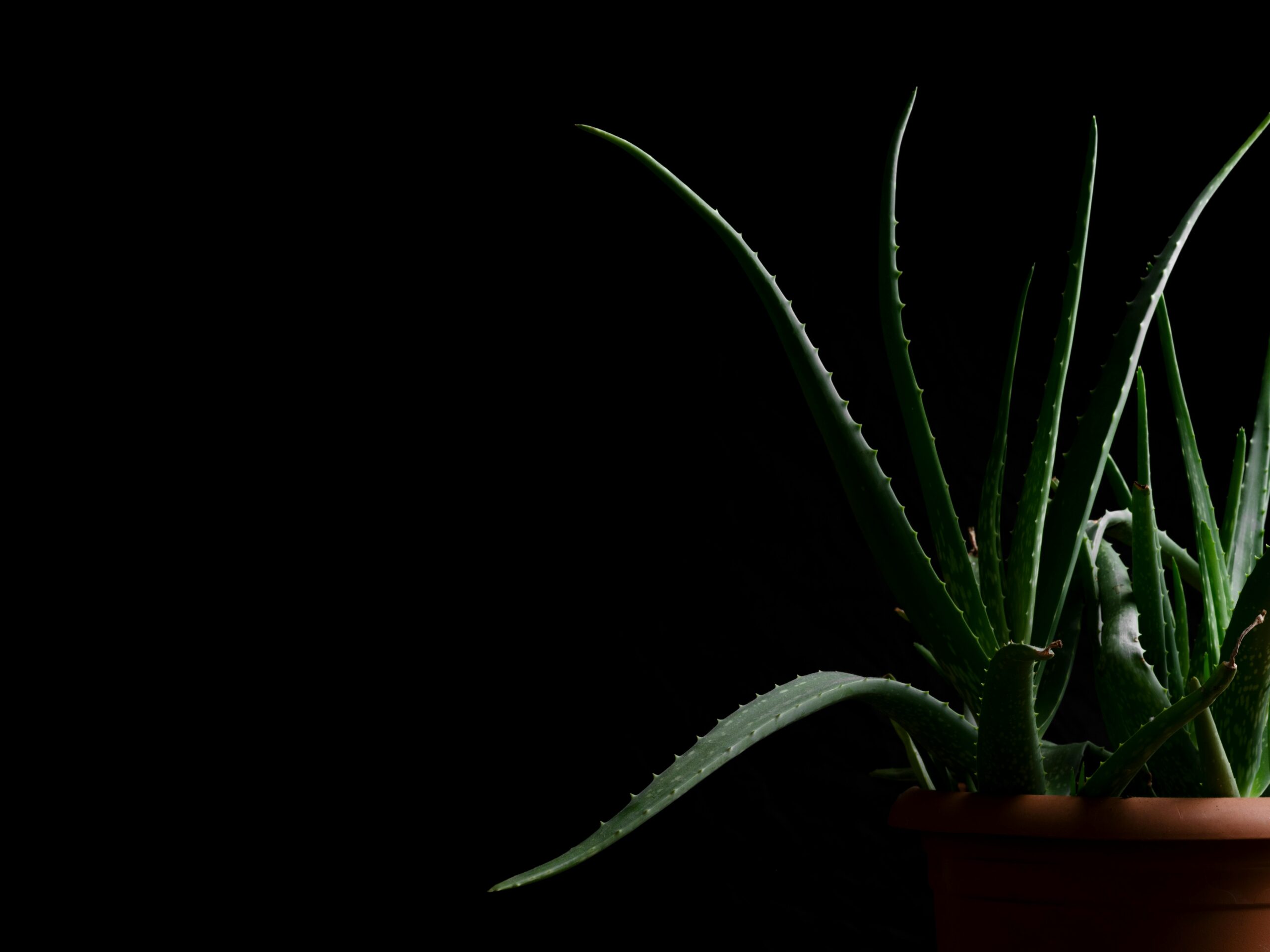 Aloe Vera plant in terracotta pot against a black background showcasing minimalist design.
